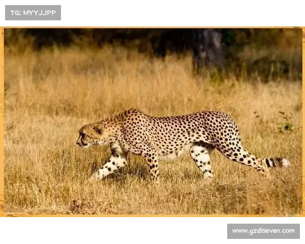 全面揭示葡萄牙球队别名由来及其深厚历史文化意义探析价值与传统